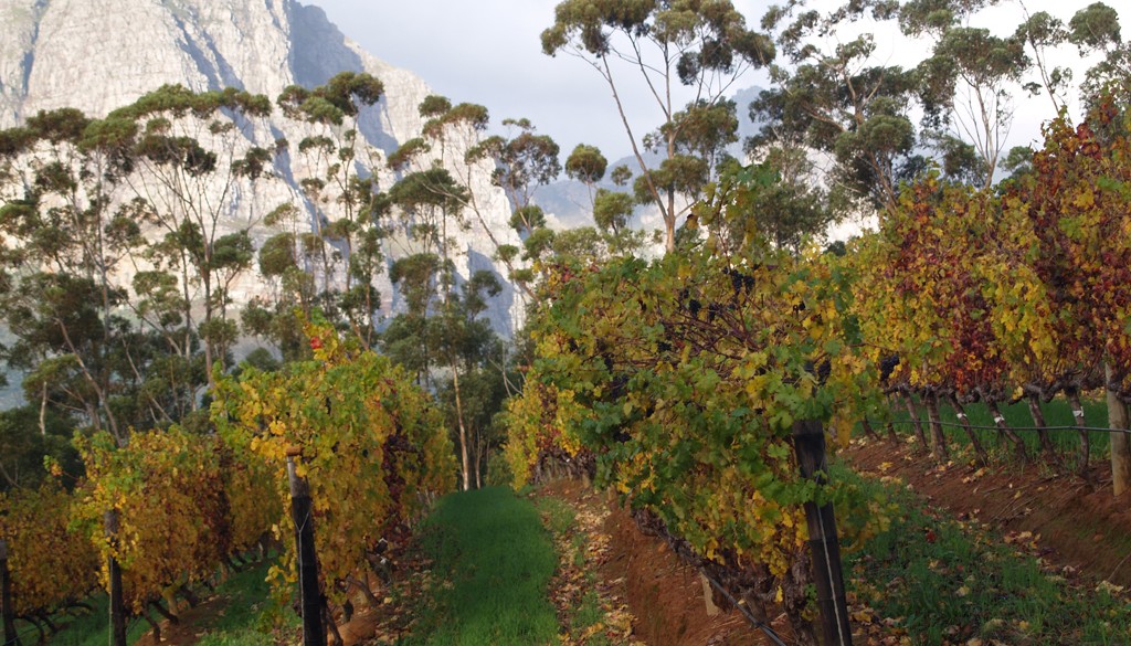 Cape Town: Cosmopolitan Africa Album | The Food & Leisure Guide