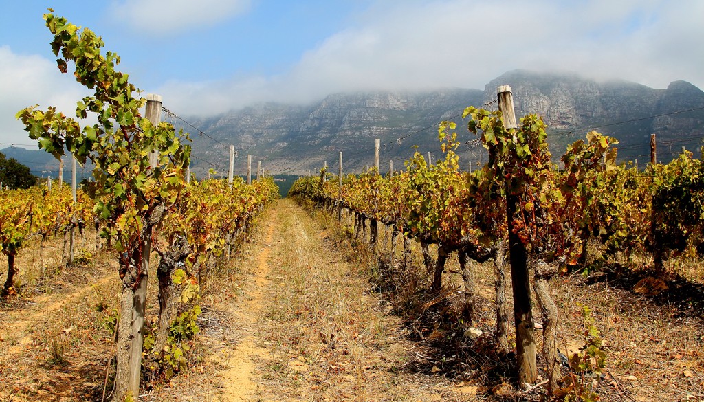 Cape Town: Cosmopolitan Africa Album | The Food & Leisure Guide