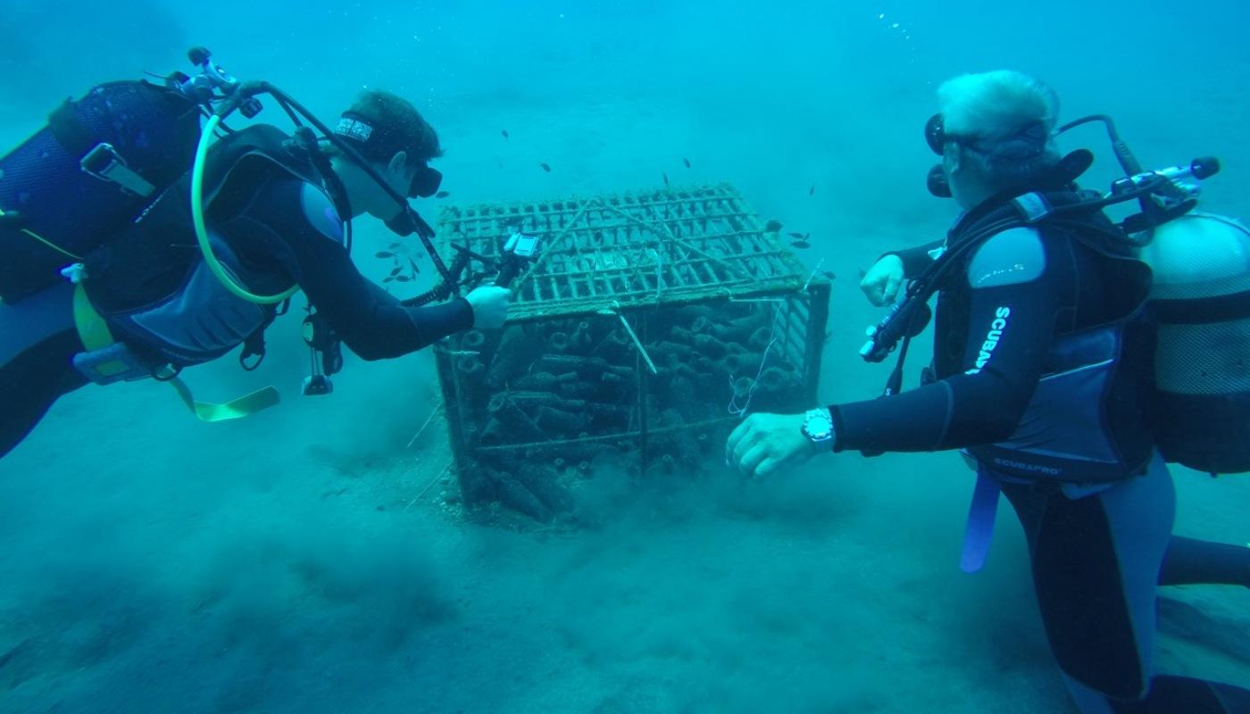Θαλασσίτης Submerged | The Food & Leisure Guide