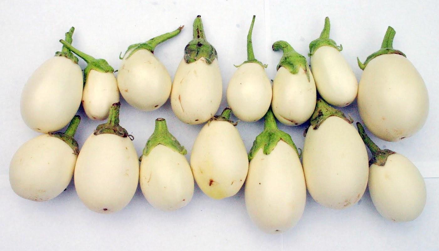 Eggplant: Ï€Î¿Î¹Î¿ ÎµÎ¯Î½Î±Î¹ Ï„Î¿ Î±Ï…Î³ÏŒÎ´ÎµÎ½Ï„ÏÎ¿; | Tips & Tricks
