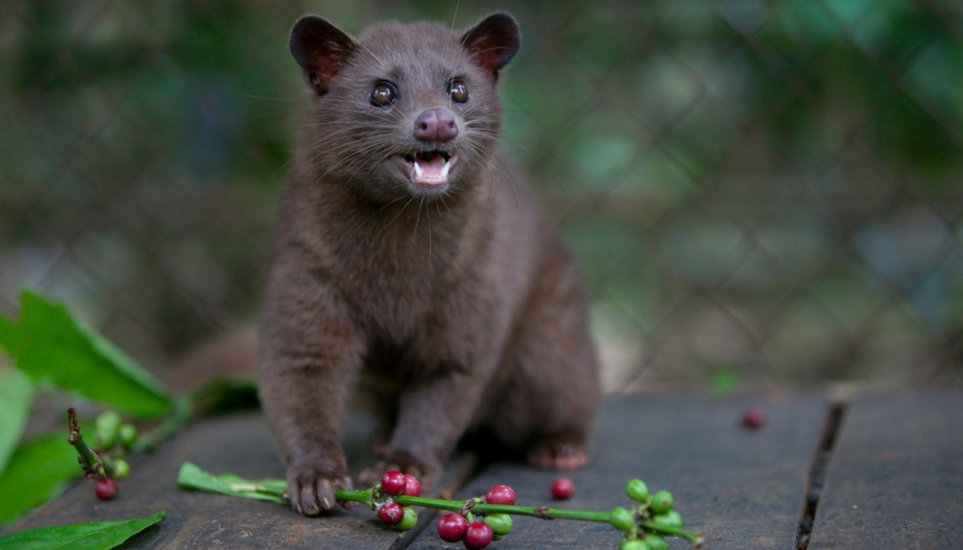 KOPI LUWAK Ο ΣΠΑΝΙΟΣ ΚΑΦΕΣ | Tips & Tricks