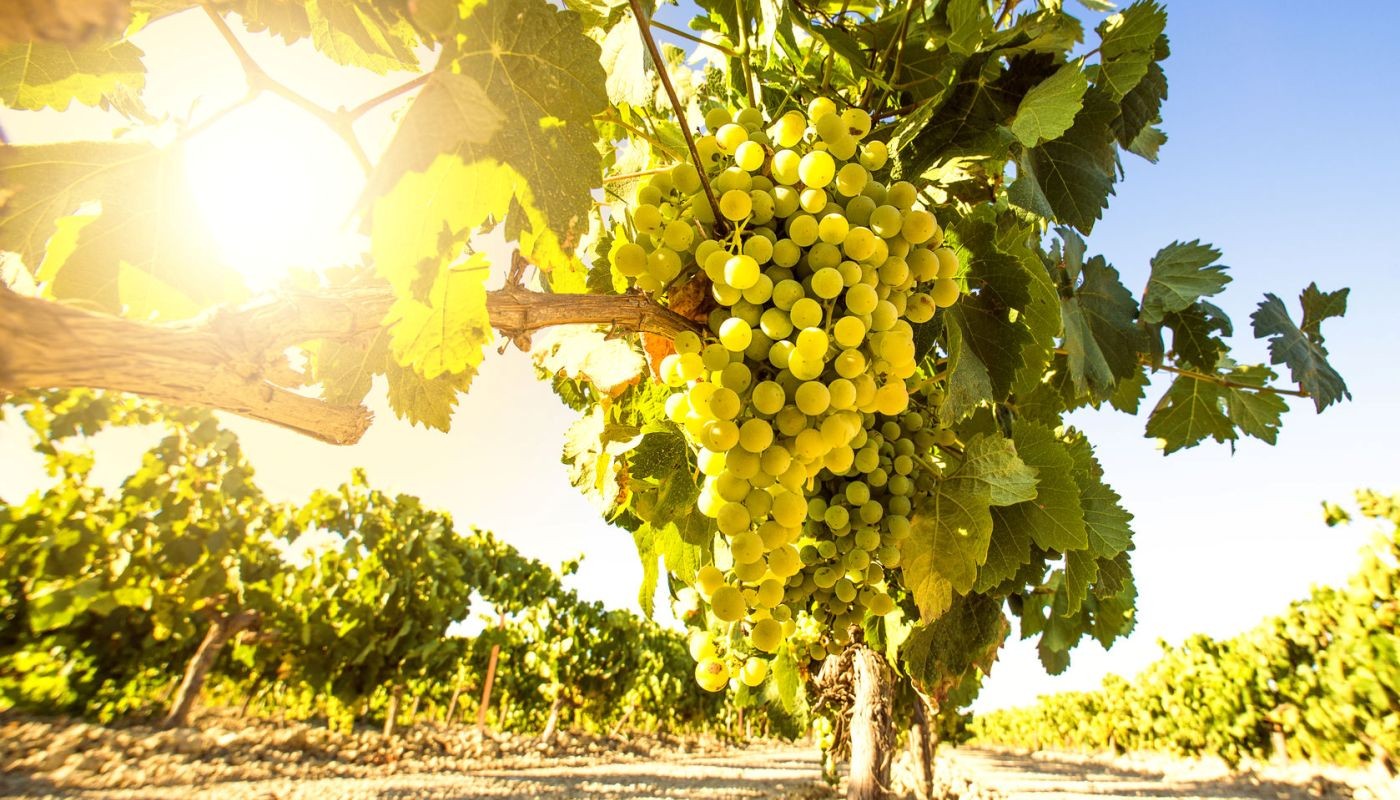 10 ΕΛΛΗΝΙΚΑ ΣΤΑΦΥΛΙΑ ΝΑ ΤΑ ΠΙΕΙΣ ΣΤΟ (ΛΕΥΚΟ) ΠΟΤΗΡΙ. | Θέματα