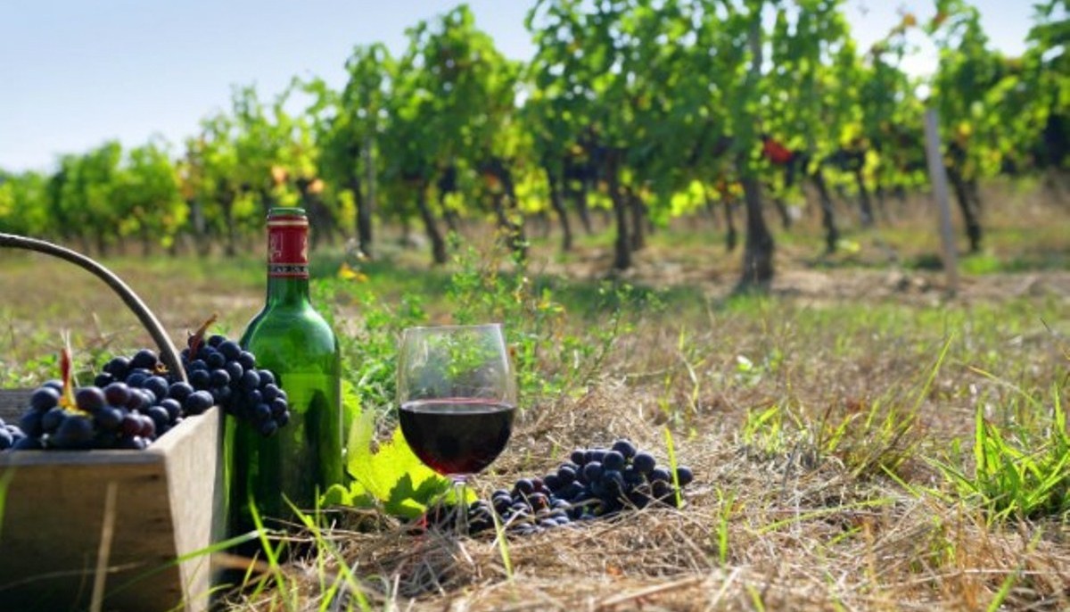 ΤΡΙΦΥΛΙΑ: WINE WEST… | Θέματα