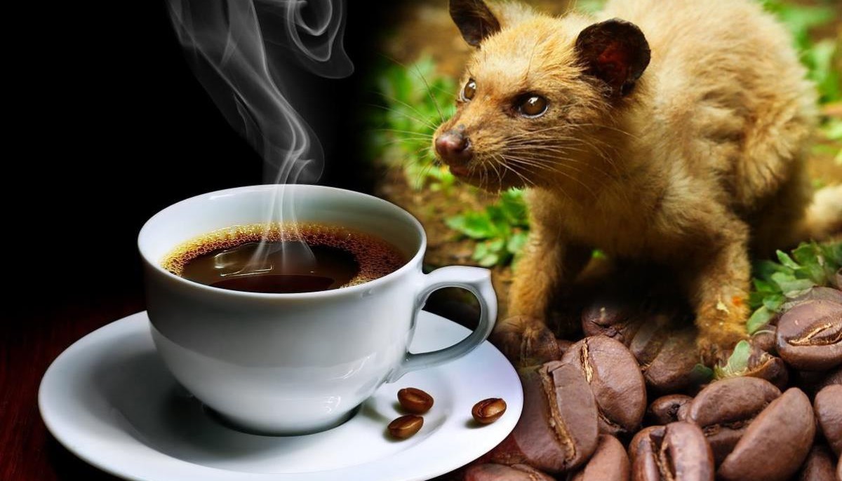 KOPI LUWAK, ΕΝΑΣ ΠΟΛΥ ΙΔΙΑΙΤΕΡΟΣ ΚΑΦΕΣ | Tips & Tricks