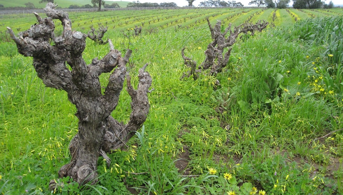ΤΙ ΣΗΜΑΙΝΕΙ VIEILLES VIGNES; | Tips & Tricks