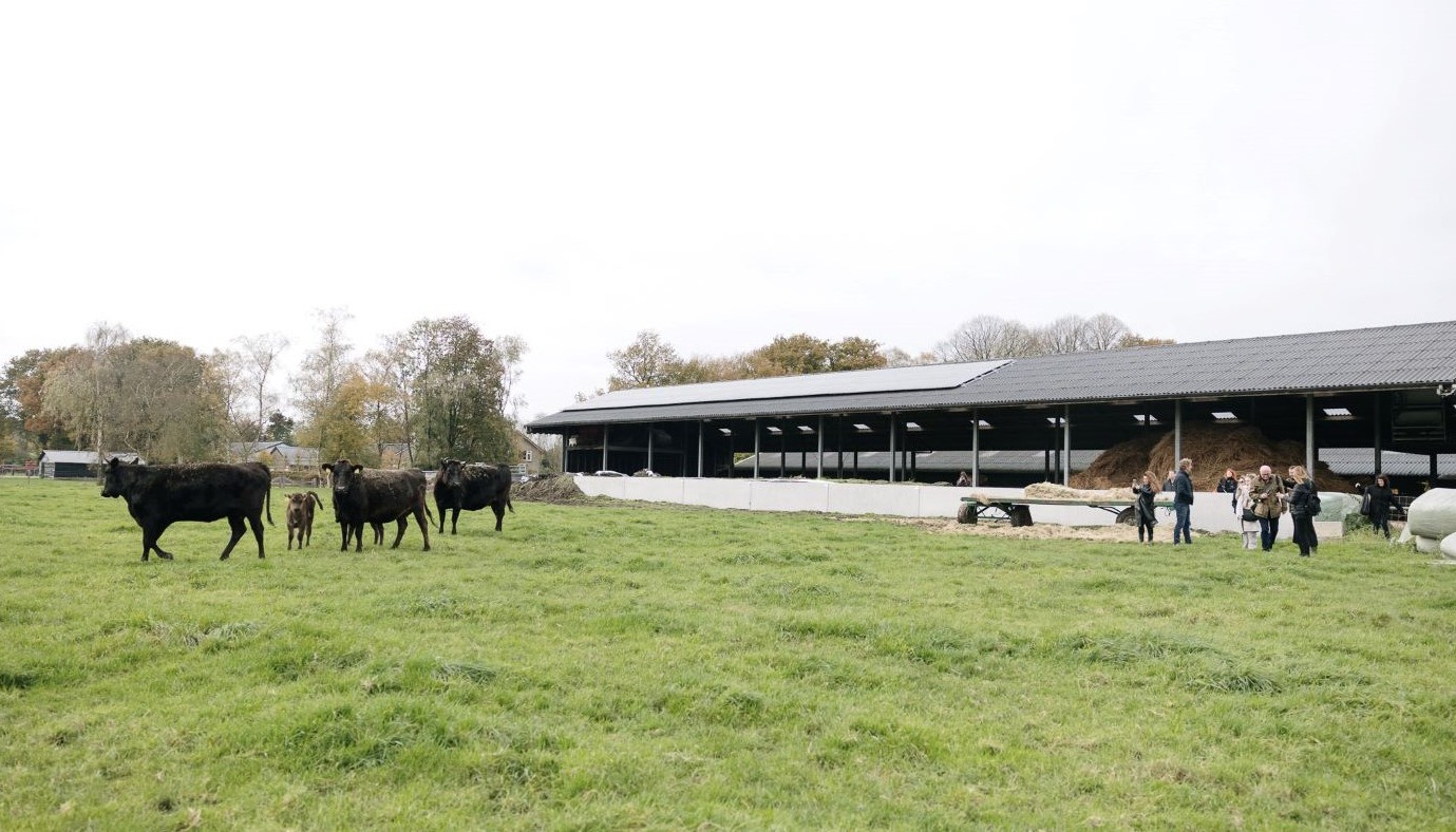 ΜΙΑ ΜΕΡΑ ΣΤΗΝ OLIVE WAGYU FARM, ΤΗ ΦΑΡΜΑ ΤΩΝ ΝΩΧΕΛΙΚΩΝ ΑΓΕΛΑΔΩΝ, ΠΡΟΣΚΕΚΛΗΜΕΝΗ ΤΗΣ «LA MEAT MAISON» | Θέματα