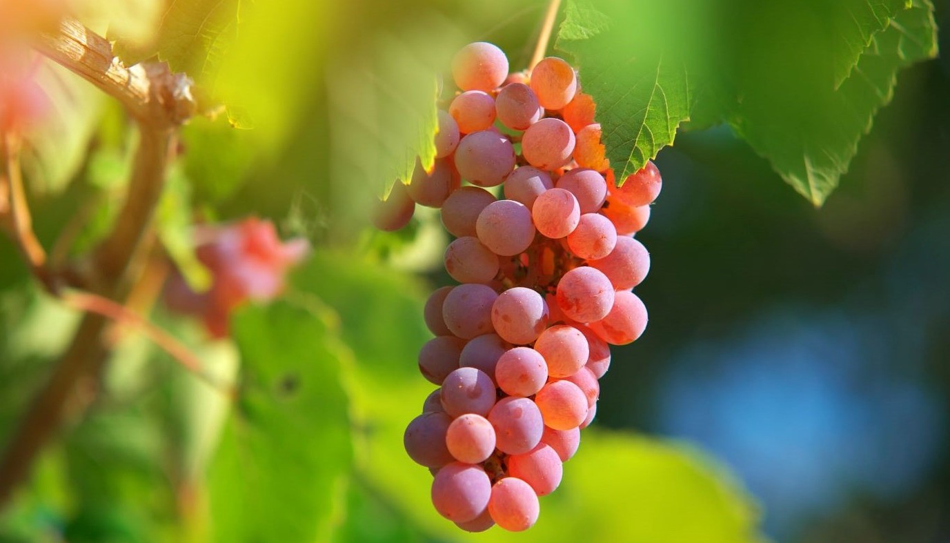 GEWURZTRAMINER: ΓΙΑ ΤΑ ΜΠΑΧΑΡΙΑ ΣΟΥ ΜΟΝΟ! | Θέματα
