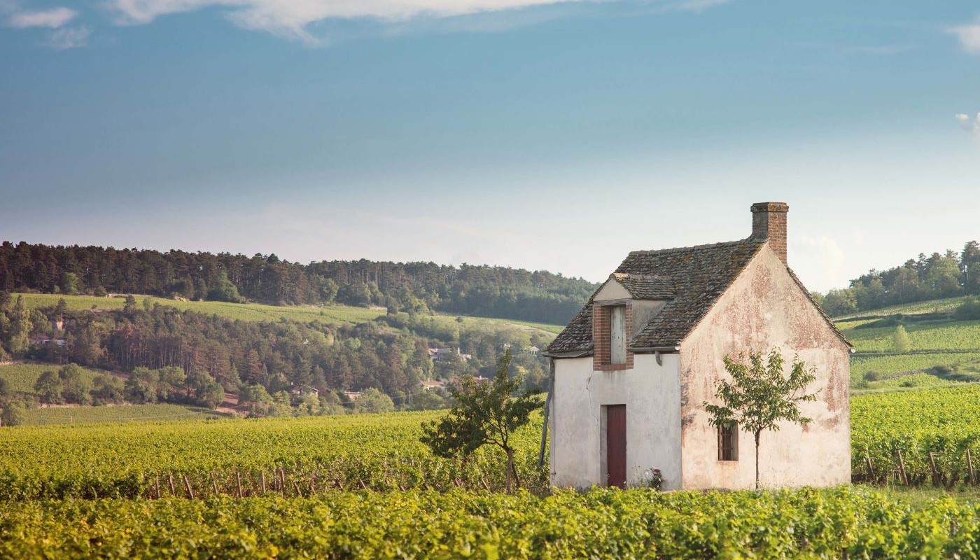 MAISON LOUIS JADOT: Ο  ΒΑΚΧΟΣ ΣΤΗΝ ΓΕΝΕΤΕΙΡΑ ΤΟΥ! | Θέματα