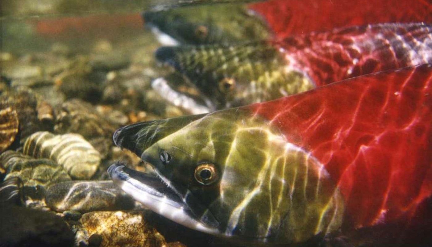 SOCKEYE, Ο ΚΑΤΑΚΟΚΚΙΝΟΣ ΣΟΛΟΜΟΣ ΤΟΥ ΕΙΡΗΝΙΚΟΥ | Tips & Tricks