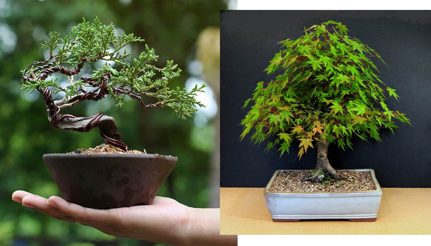 BONSAI, ΤΕΧΝΗ ΚΑΙ ΦΙΛΟΣΟΦΙΑ | Objects of Desire