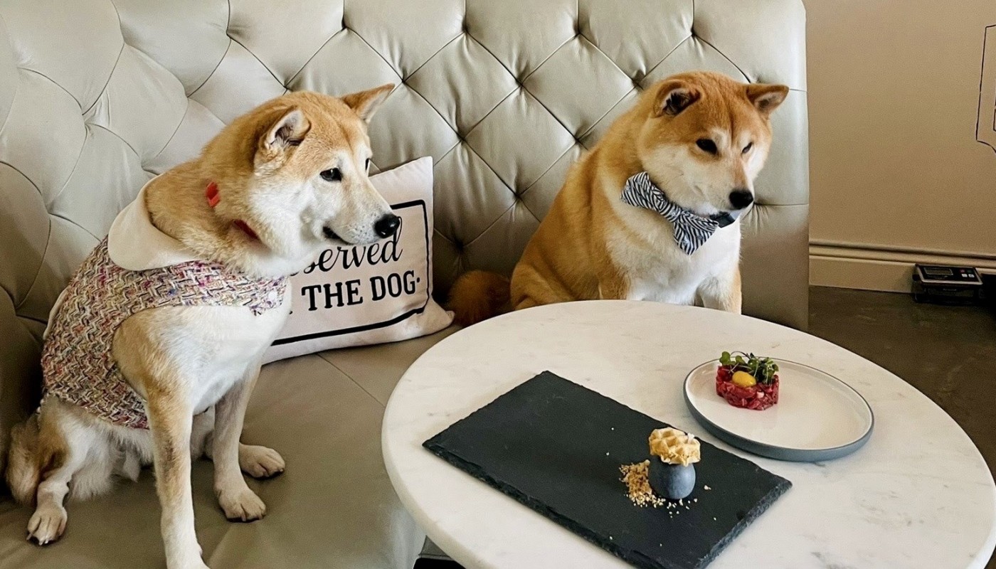 ΑΝΟΙΞΕ ΤΟ ΠΡΩΤΟ FINE DINING ΕΣΤΙΑΤΟΡΙΟ ΓΙΑ… ΣΚΥΛΟΥΣ – ΤΙ ΣΕΡΒΙΡΕΙ | Θέματα