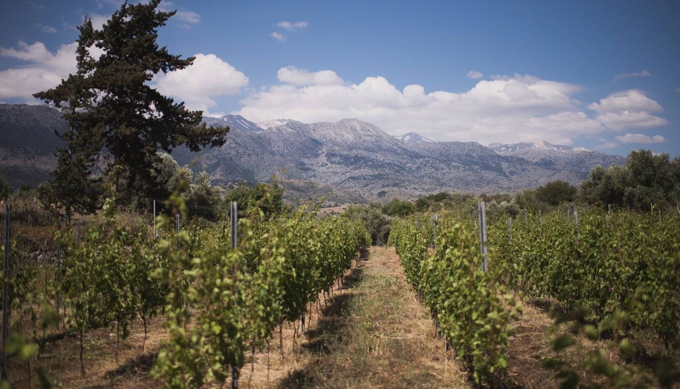 ΟΙΝΟΠΟΙΕΙΟ ΝΤΟΥΡΑΚΗ: ΚΡΑΣΙΑ ΦΤΙΑΓΜΕΝΑ ΜΕ …ZELOS | Θέματα