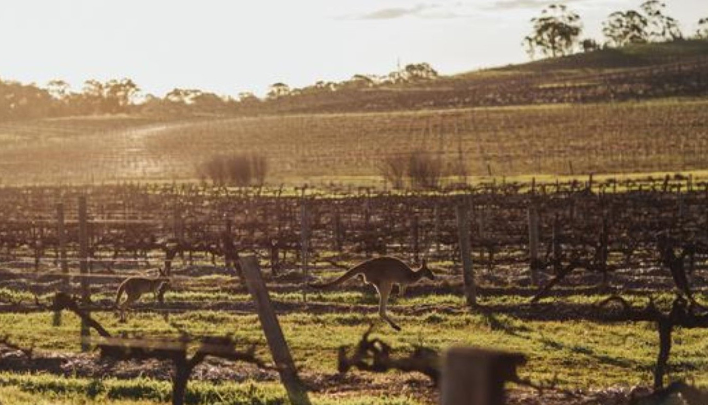 ΑΥΣΤΡΑΛΙΑ: CANGAROO, KOALA ΚΑΙ EMU; ΜΠΑΑΑ, ΜΑΛΛΟΝ SHIRAZ ΚΑΙ RIESLING! | Θέματα